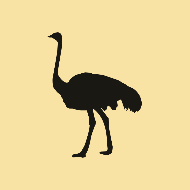 Struisvogel