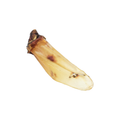 Gedroogde runderoren met vlees